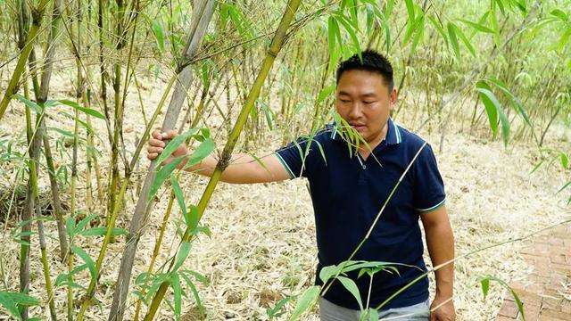 大理宾川：鸡足山香笋竹经过三年试点种植，研究出一套种植技术