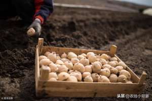 土豆栽培技术种植方法-马铃薯如何种植管理，才能出苗齐壮、产量增加、提高品质？