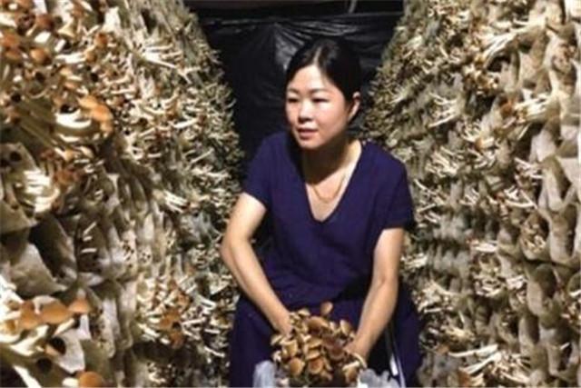 茶薪菇防空洞反季节栽培技术，降低成本，提高经济效益