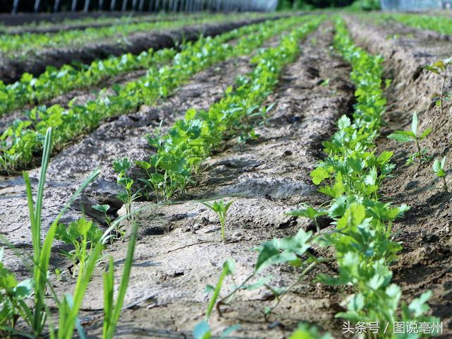 农民种植香菜3亩收入6万元，曾经超过肉价，农民为什么不敢种植？