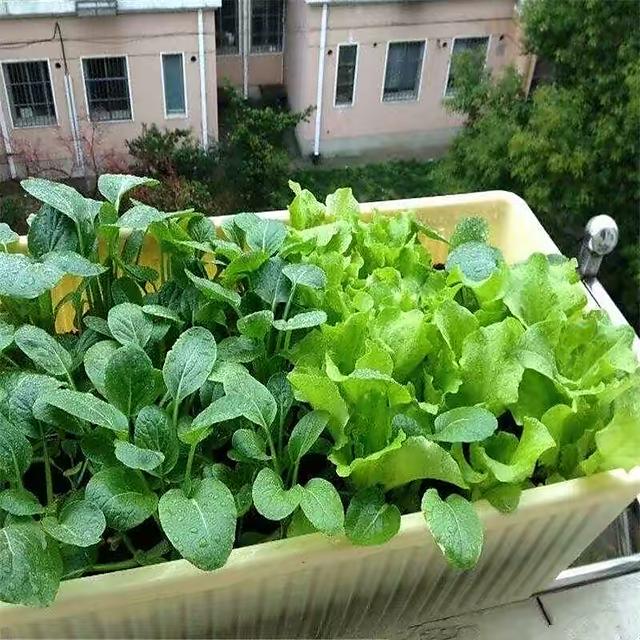 家里种6种蔬菜，收获真多，简单好养实用，阳台变成小菜园