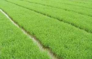 种植谷子的技术-水稻栽培技术