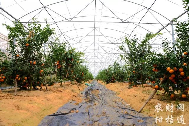 【农技】一年零七个月沃柑树，最高株产126.6斤！