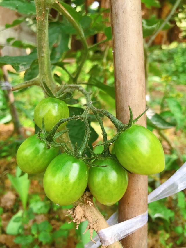 小番茄到底怎么养？用“3招”，果实累累，持续开花结果吃不完