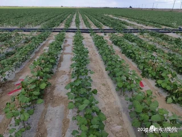 新疆南疆棉花绿色高产轻简化栽培技术规程