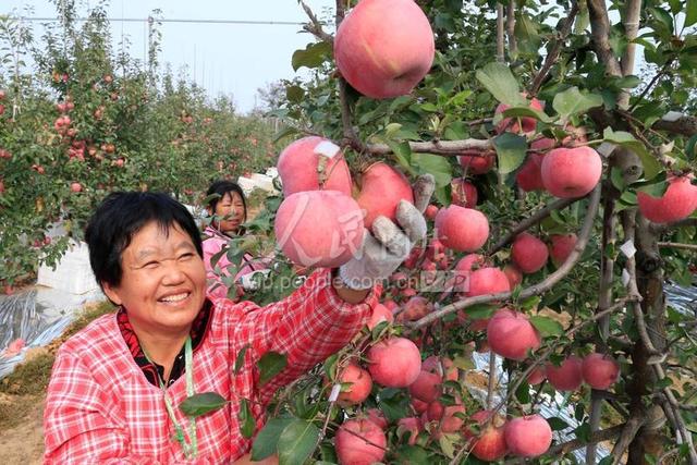 山东荣成：现代苹果种植模式促果业增收