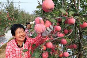 山东苹果种植-山东荣成：现代苹果种植模式促果业增收