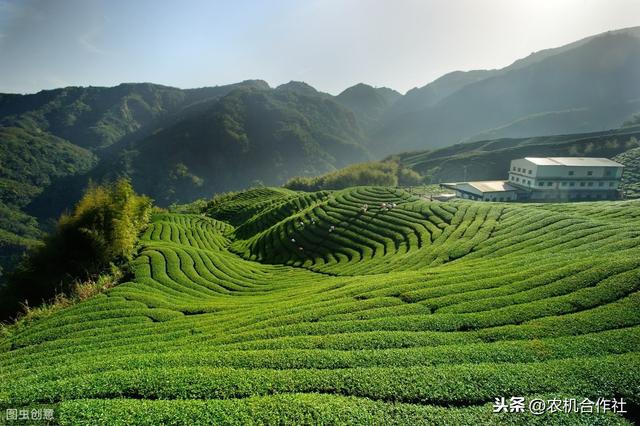 “茶+贵”的种植方法你听过吗？四川农民用这种方法亩净赚4000块