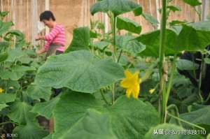 河北大棚花生种植时间-冬季大棚黄瓜种植的高产栽培技术