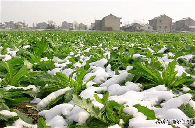 新农知识——雪菜种植关键技术，及亚硝酸盐控制措施