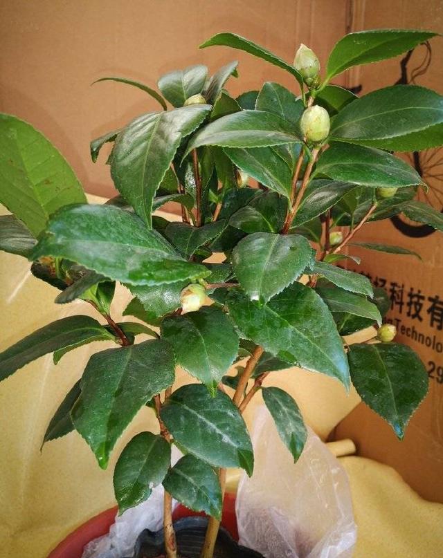 茶花的种植技巧，有3个，花朵大、花期长、越冷越多花