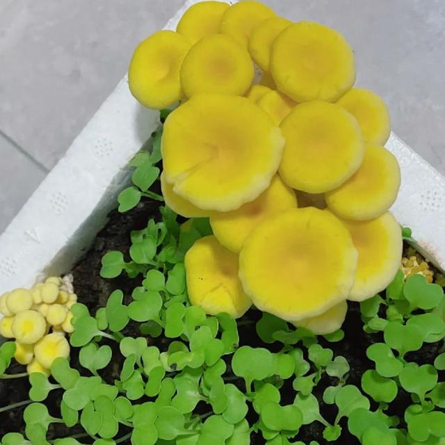 蘑菇种植在菜盆里和小青菜一起生长的过程