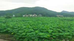 武汉这边种植基地-到武汉汉南郊区随拍一处莲藕种植基地，湖水平如镜，荷香飘十里