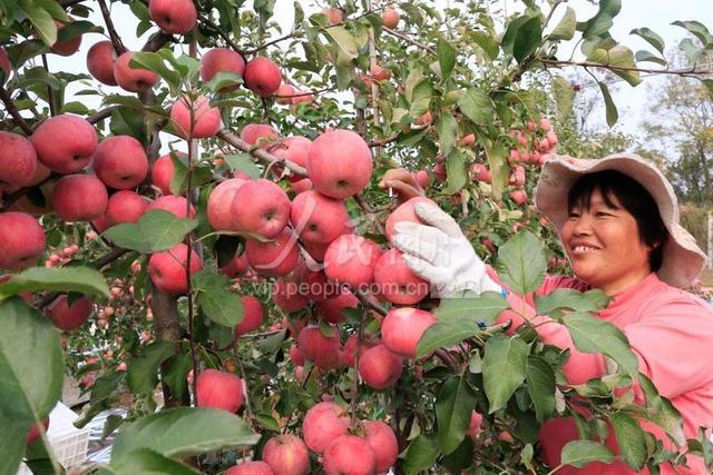 山东荣成：现代苹果种植模式促果业增收