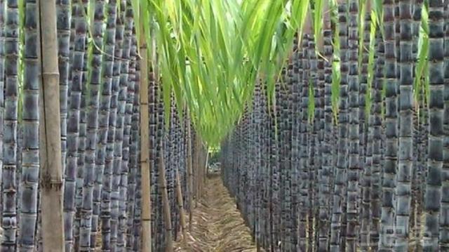 甘蔗的家庭种植技术