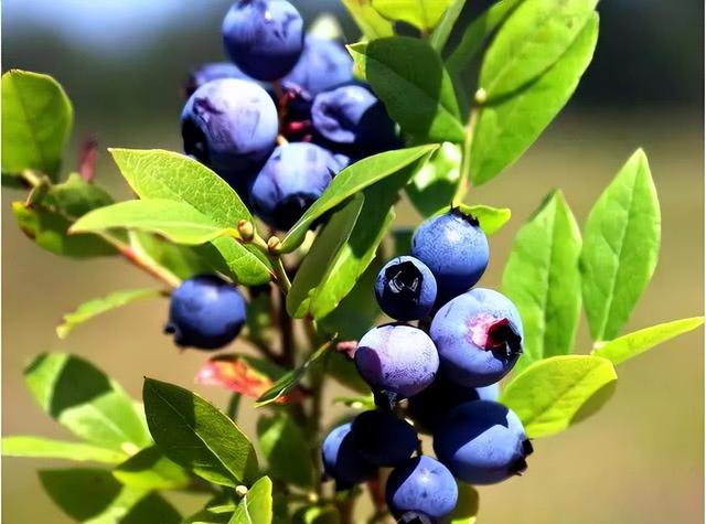 水果都是怎么生长的？蓝莓惊艳了，火龙果末路狂花，看到榴莲跪了