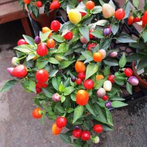 板椒种植技术-盆栽观赏椒品种选择及总结关键栽培技术