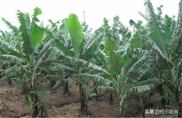 2019年在农村种植香蕉，还能赚到钱吗？
