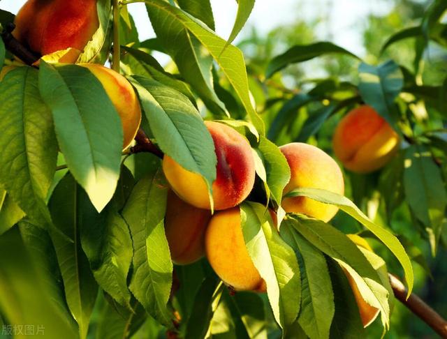 水灵灵、甜滋滋的大桃子，自己在家也能种出满树果