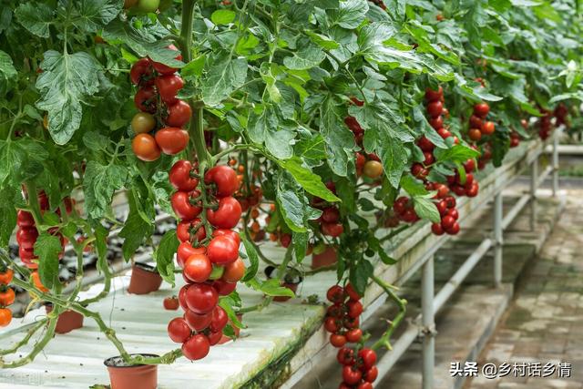 种植西红柿学会打叉和插扦，四季循环生长产量高，天天有得摘