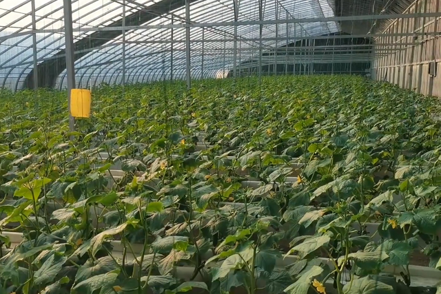 大棚种植瓜果要增产，如何避免重茬障碍？水培种植能解决