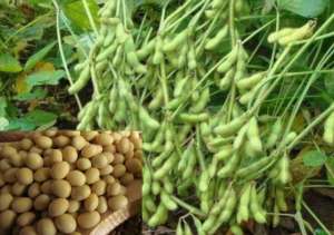 豆子种植方法-黄豆栽培技术，种植方法简单、独特、质量好、产量高