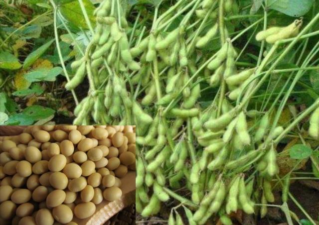 黄豆栽培技术，种植方法简单、独特、质量好、产量高