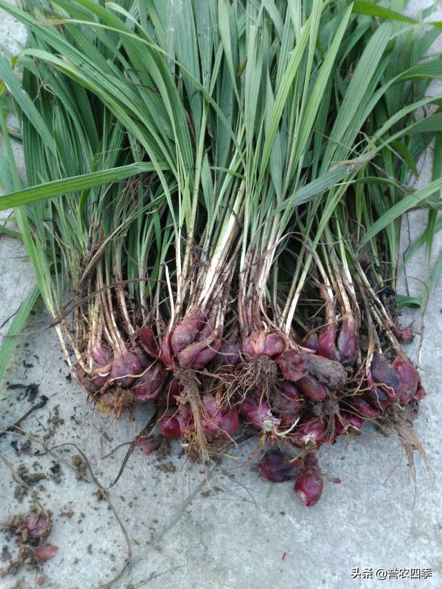 红葱优质高产栽培技术，学会这几步，自己在家也能种植