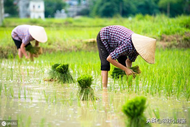 水稻高产优收有技巧，这些播种管理方法要记牢！