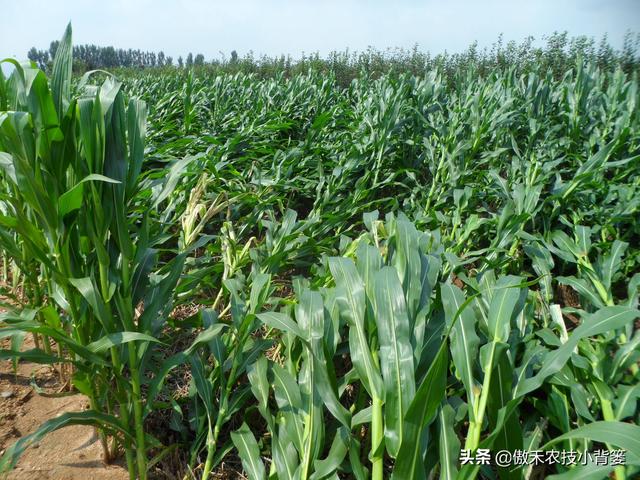 玉米怎样种植管理才能更高产？建议农民重点抓好这4点