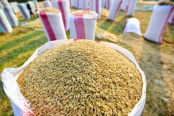 进博·世界工匠｜为什么说世界上最好的大米出自柬埔寨人的稻田？