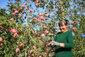 黄土高原苹果种植-（新华全媒+）黄土高原迎来苹果收获季