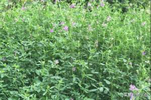 种植紫花苜蓿的好处-牧草种植不可少的紫花苜蓿，饲养价值分析，想高产要做好以下几点