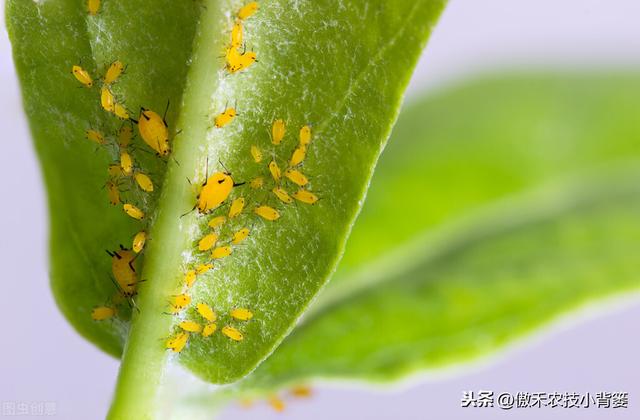 种植瓜果蔬菜经常有蚜虫怎么办？这篇文章告诉你如何杀虫最彻底
