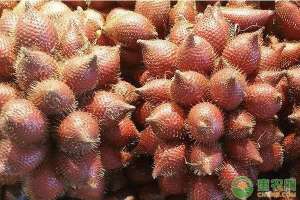 中国蛇皮果种植-蛇皮果种植条件和种植方法