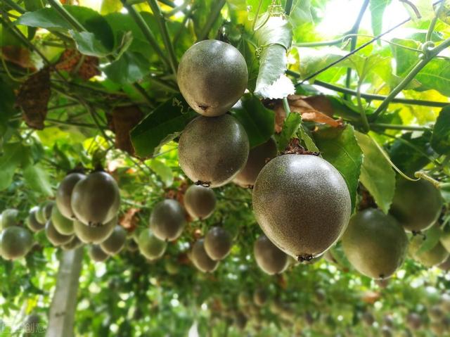 农业栽培：果汁之王西番莲的栽培，这些你都了解吗？来看看这几点