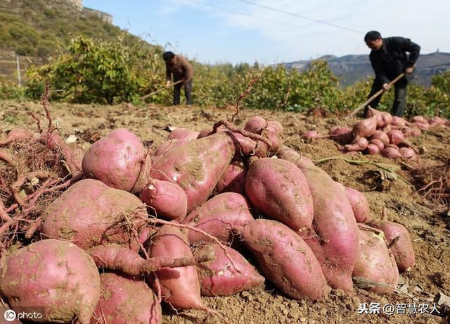 又到红薯种植季，学会这4个种植管理技术，种出的红薯个大口感好