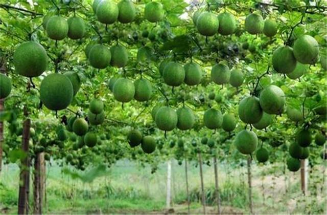 瓜蒌的种植技术，后期也要做好管理，管理栽培你都掌握了吗？