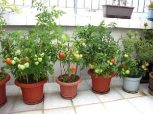 室内种植西红柿-盆栽小番茄“这样养”，一棵能结果一脸盆，摘了又长，漂亮又好养