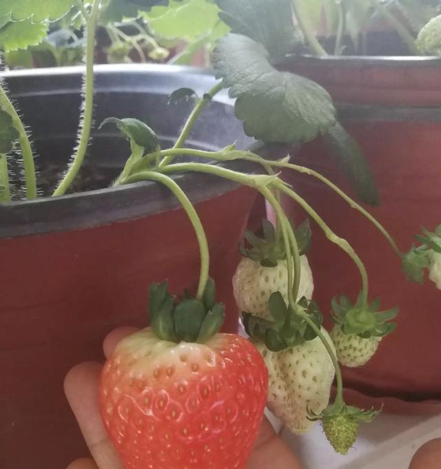 阳台怎么种草莓？有3个“小方法”，结果更多，果子大又甜