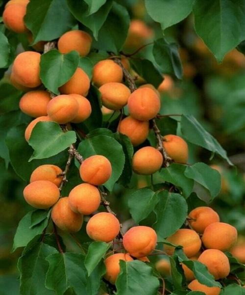农村种植杏树，掌握几个种植要点，收获更多优质的杏子