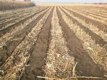 粘玉米种植，用上保护性耕作条耕技术，出苗齐、穗均匀、效益好