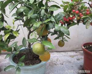 怎样种植物-家里这样种水果，几个小步骤，在家种出果实累累的橘子柠檬无花果