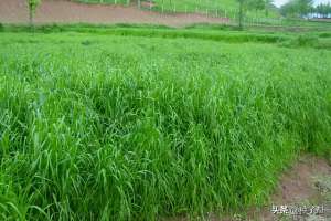 黑麦草种植时间-一年生四倍体黑麦草，具体种植时间和收割次数？种植技术介绍