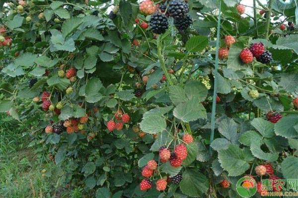 树莓苗多少钱一棵？一亩地可栽多少棵？树莓苗种植环境要求