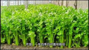 红菜苔种植技术视频-【美女帅哥】南方农村冬季可以种植的青菜，你了解多少？