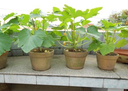 阳台就种一盆西葫芦，只要土肥光照足，结的特别多，50天可采摘