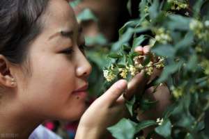 小区绿化种植价格-一斤25元，村民4天赚百万往年烂市的桂花为何重现生机？