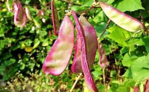 眉豆 种植-它叫“峨眉豆”，墙角处种几株，一个夏季吃不完，谷雨后别忘种