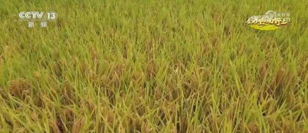 稻谷黄，秋收忙 贵州沿河17万亩水稻迎丰收
